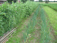 main82a1.jpg