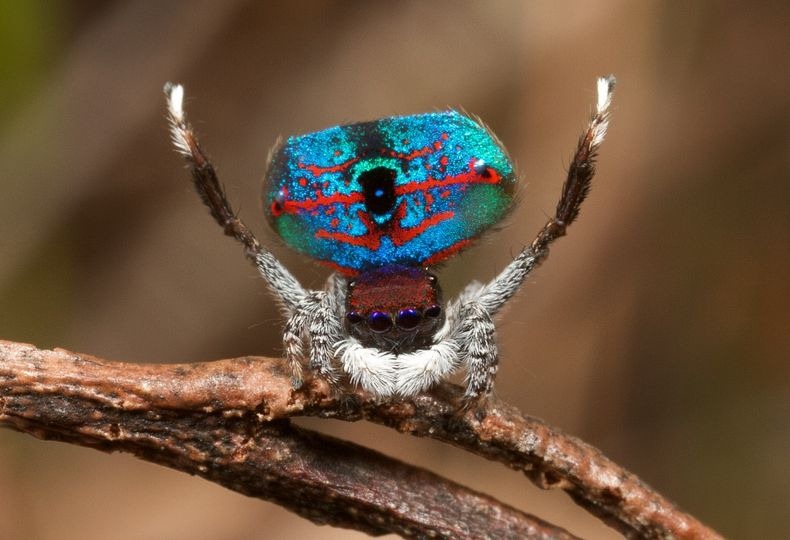 peacock-spider-6 peacock-spider-6