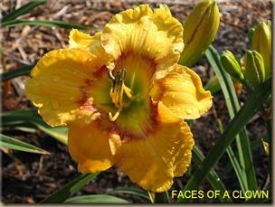 Faces_Of_A_Clown_ Faces_Of_A_Clown_