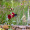 Hollyhock