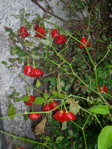 [DSCN5904%255B11%255D.jpg]