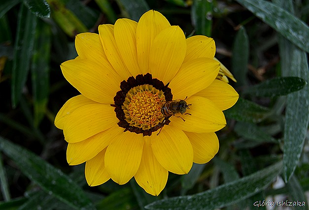 Glória Ishizaka - Flor amarela 27
