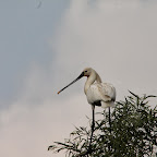 IMG_6680.JPG