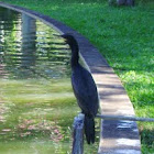 Cormorant / Biguá