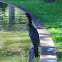 Cormorant / Biguá