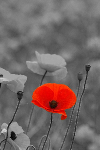 [red%2520poppy%255B5%255D.jpg]