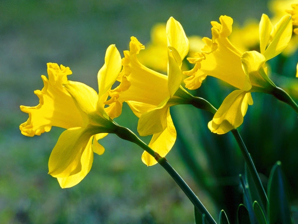 [Daffodils%2520001%255B5%255D.jpg]