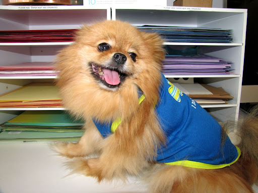 Bear's owner is Samantha Perlman, Assistant Designer. “Color, color, color!” yips Bear, a spunky Pekinese Pomeranian, wearing the Sea Fish Tee and an adorable smile. Bear's owner is Samantha Perlman, Assistant Designer. “Color, color, color!” yips Bear, a spunky Pekinese Pomeranian, wearing the Sea Fish Tee and an adorable smile.