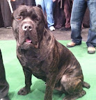 Cane Corso
