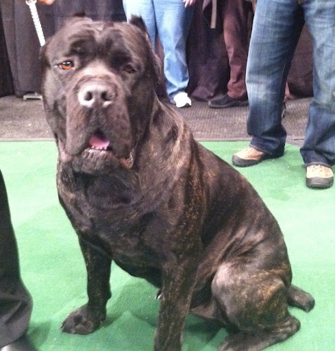 Cane Corso