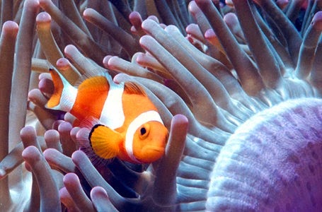 [Clownfish.300a2.jpg]