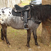 FestaVarzeadoBuriti2011-071.JPG