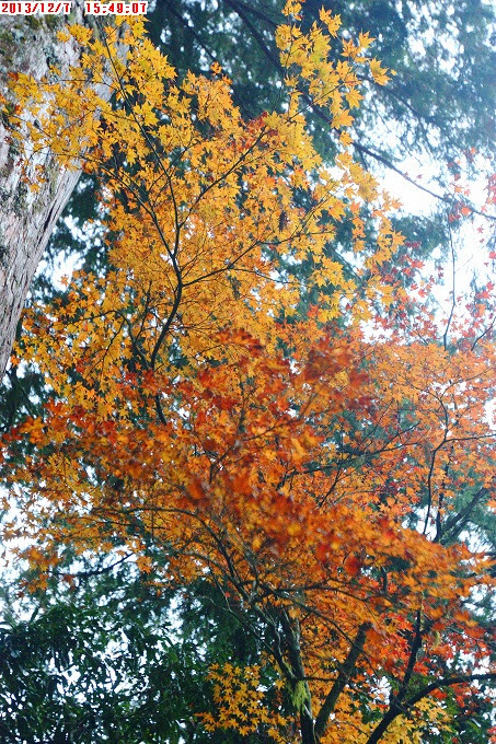 2013_1207_154907 2013_1207_154907