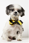 Jack - 