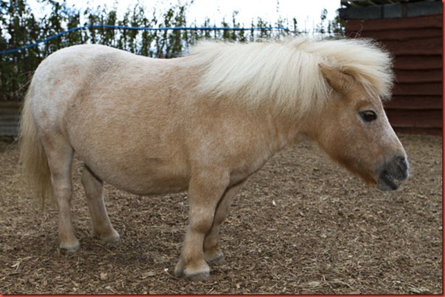 Miniature Horse