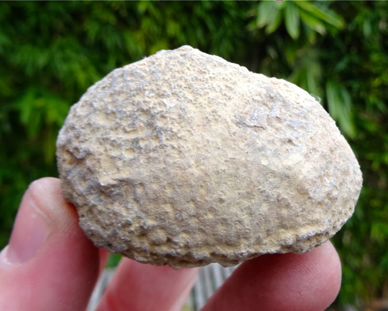 Fossil Coral Wren's Nest, Wenlock Series, 425 million years old! eBay
