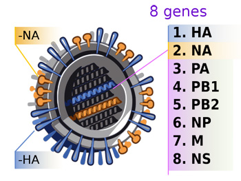 2009_H1N1_influenza_virus_genetic-num.jpg