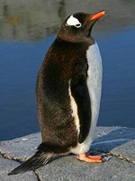 Pinguim-gentoo