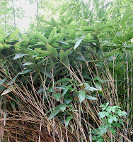 2014 április 26 Kámoni arborétum Sasa palmata Pálmalevelű bambusz.jpg
