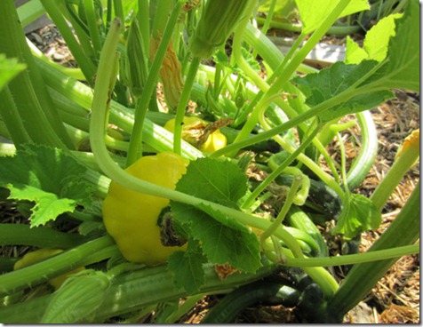 Sunburst patty pan squash