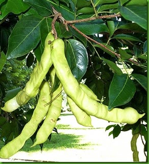 Inga laurina Inga laurina