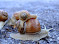 jazernica-snails-2008-03.JPG