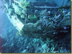 Coral on the stern