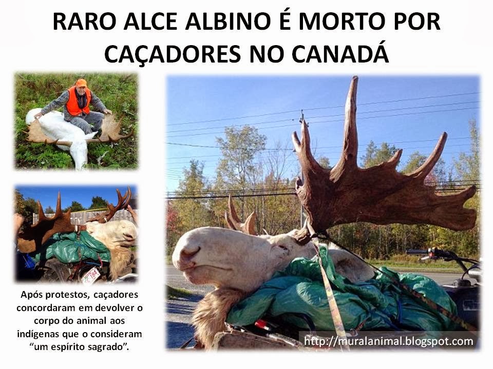 [RARO%2520ALCE%2520ALBINO%2520%25C3%2589%2520MORTO%2520POR%2520CA%25C3%2587ADORES%2520NO%255B3%255D.jpg]