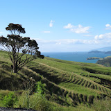 Coromandel_Miranda Coromandel_Miranda