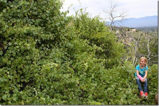 bear pics mt lemmon clay priesthood 362