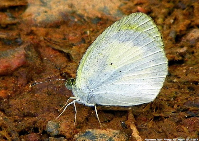 Lépidoptères de Pitangui au Minas Gerais - Eurema elathea flavescens (CHAVANNES, 1850). Pitangui (MG, Brésil), 25 décembre 2013. Photo : Nicodemos Rosa