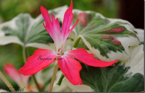 Pelargoner mai -12 008 Pelargoner mai -12 008