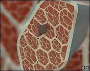 muscle scaffolding tissue muscle scaffolding tissue