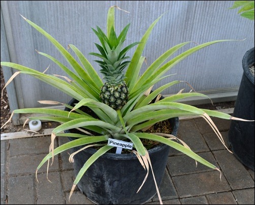 pineapple plant pineapple plant
