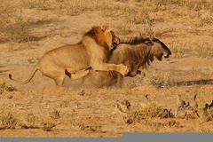 lion-attacks-wildebeest