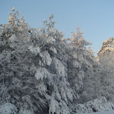 Snow trees.jpg