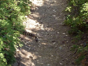 One snake