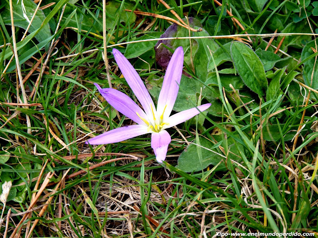 flor-espantaturistas-pirineo.JPG