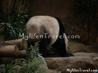Ocean Park Asian Animal 01 Ocean Park Asian Animal 01