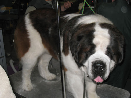A Saint Bernard looking for his barrel. :)