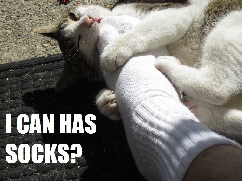 [tresleches%2520004lolcat%255B3%255D.jpg]
