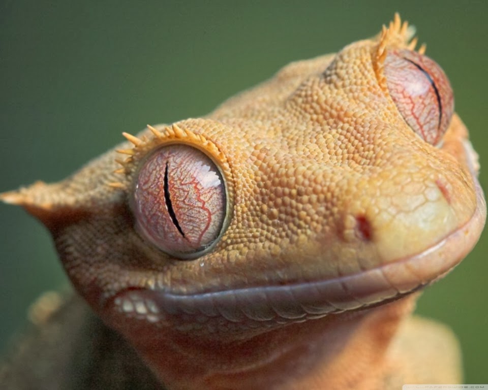 [Amazing%2520Animal%2520Pictures%2520crested%2520geckos%2520%252813%2529%255B3%255D.jpg]