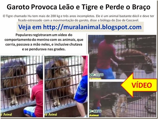 Garoto Provoca Leão e Tigre e Perde o Garoto Provoca Leão e Tigre e Perde o