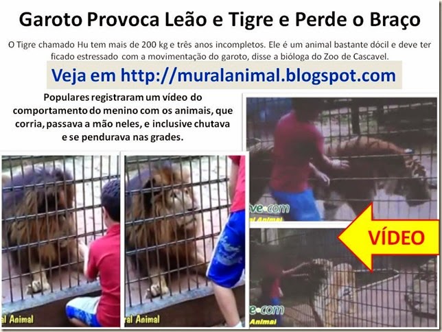 Garoto Provoca Leão e Tigre e Perde o