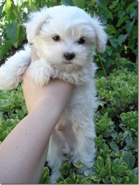 fotos de perritos imagenesifotos.blogspot (5)
