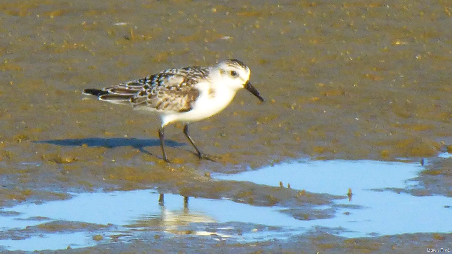 [tern%2520island%2520birding_028%255B1%255D.jpg]