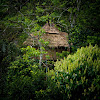 Vanya Tree House Thekkady