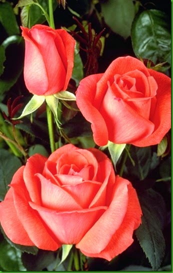 Rosa SUPER STAR Rosa SUPER STAR