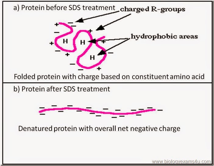 function of SDS