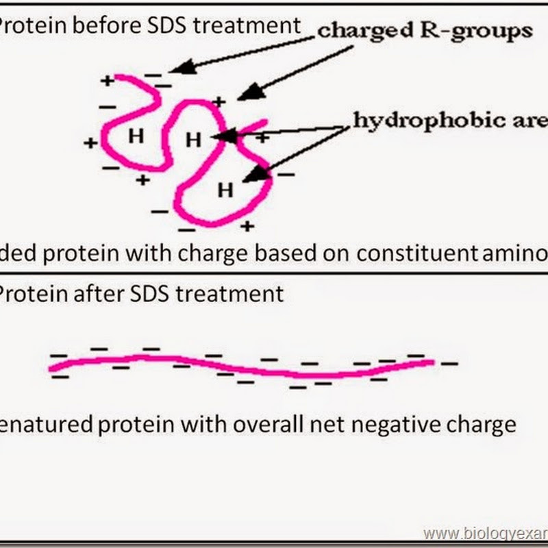 biology exams 4 u